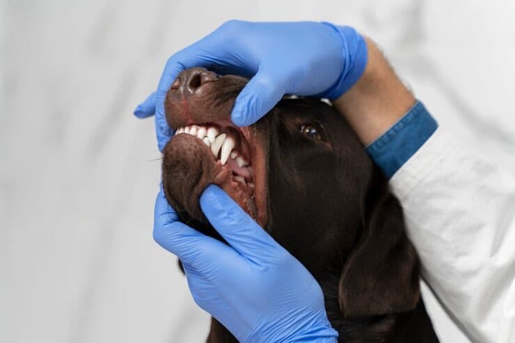 Veterinary dental procedure on a dog at The Animal Doctor Vet Clinic